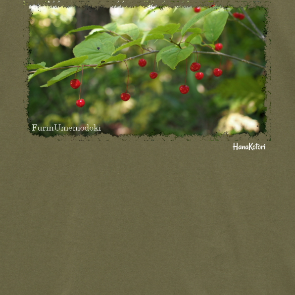 山野草 Tシャツ 【フウリンウメモドキ】(モスグリーン)