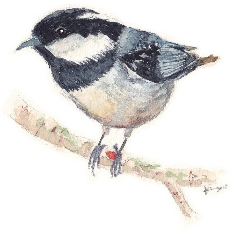 野鳥ハンドタオル 【ヒガラ】