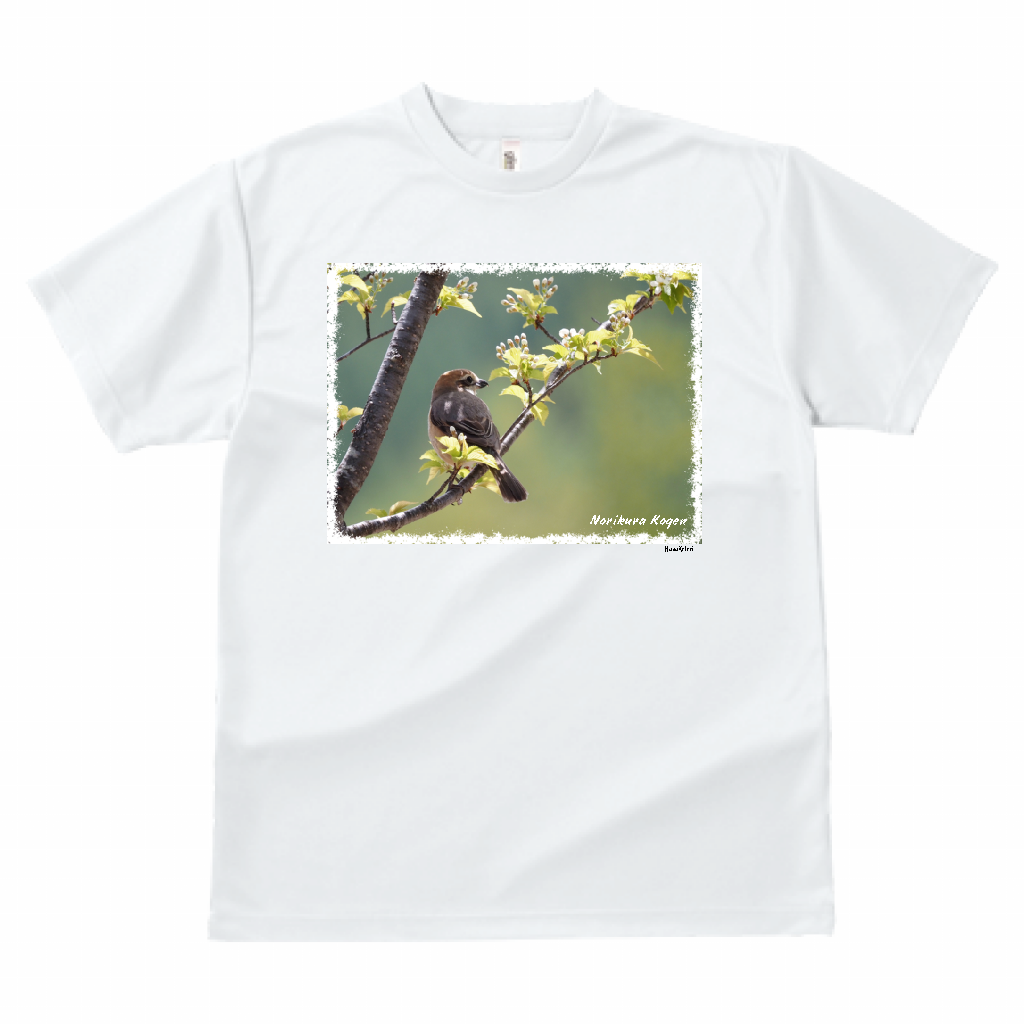 野鳥 Tシャツ(ドライ)  【モズ】