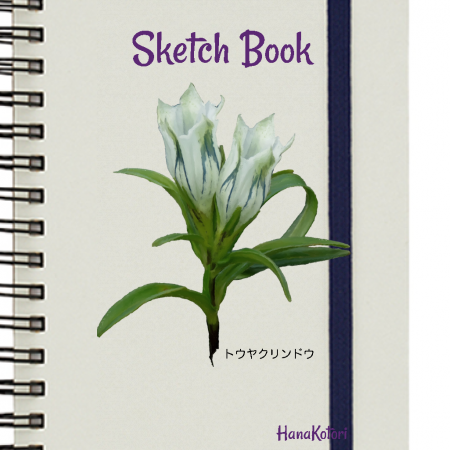 山野草 Sketch Book【トウヤクリンドウ】